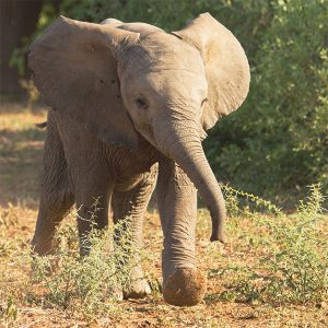 Playful Elephant Calf - greetings card