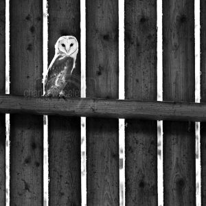Barn Owl