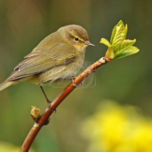 Chiffchaff