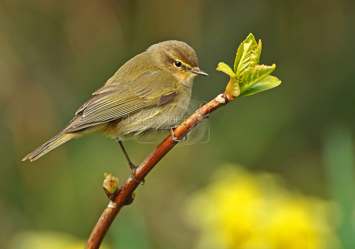 chiffchaff Chiffchaff