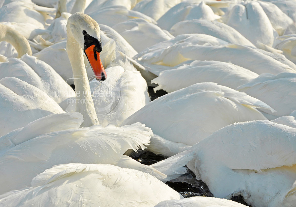 cob-in-the-herd Cob in the Herd