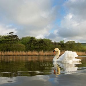 Cob on Decoy Pond