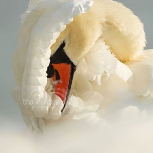 Cob Preening