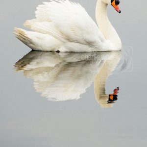 Cob Reflection