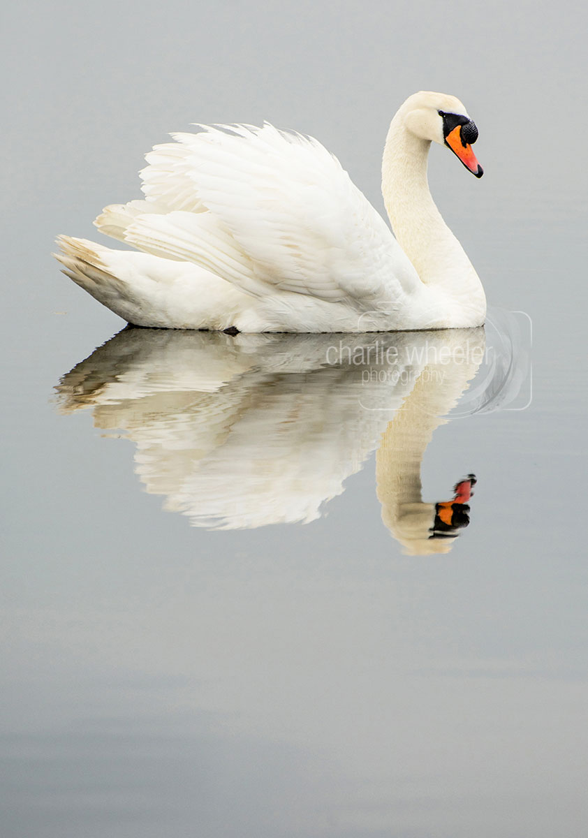cob-reflection Cob Reflection