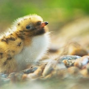 Common Tern Chick