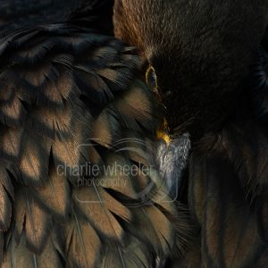 Cormorant Resting Close Up