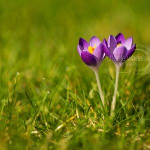 Crocusses