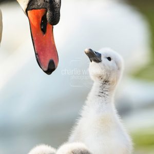 Cygnet Looking Up