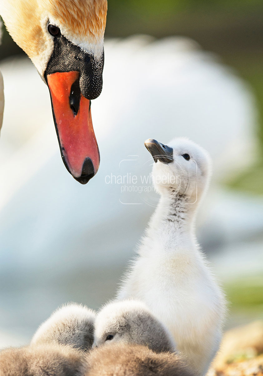 cygnet-looking-up Cygnet Looking Up