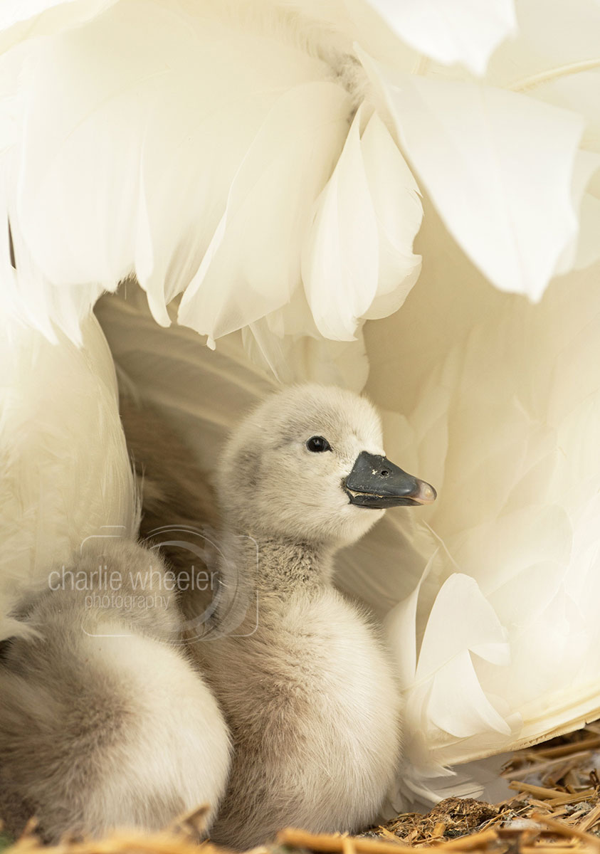 cygnet-under-wing Cygnet Under Wing