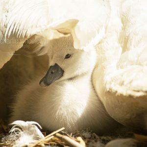 Cygnet Under Wing - Soft Light