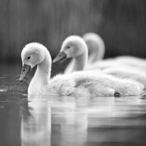 Cygnets On Water