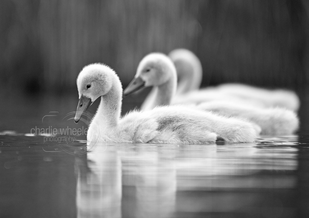 cygnets-on-water Cygnets On Water