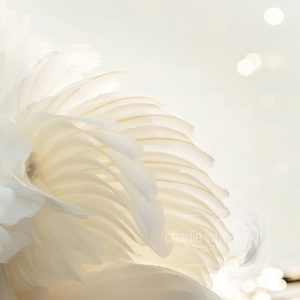 Fanned Feather Detail