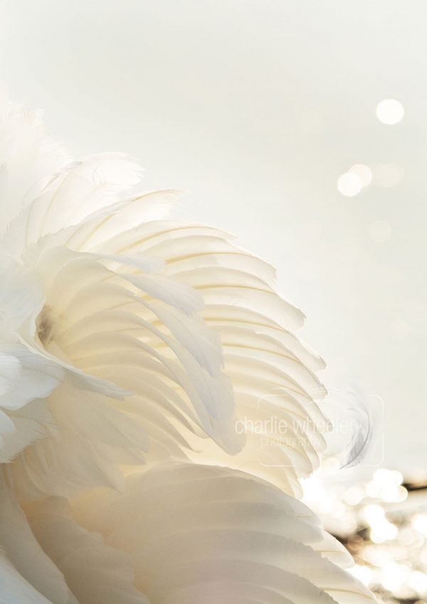 Fanned Feather Detail