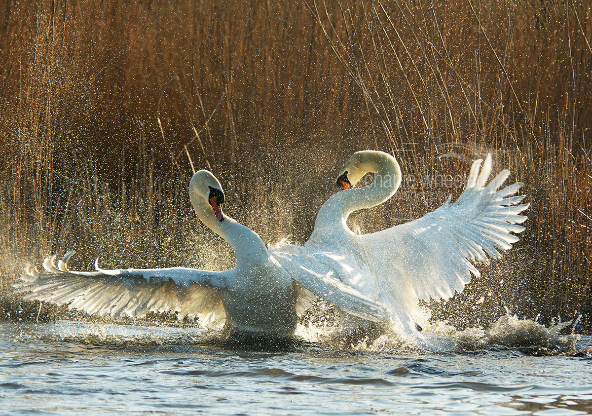fighting-cobs Fighting Cobs