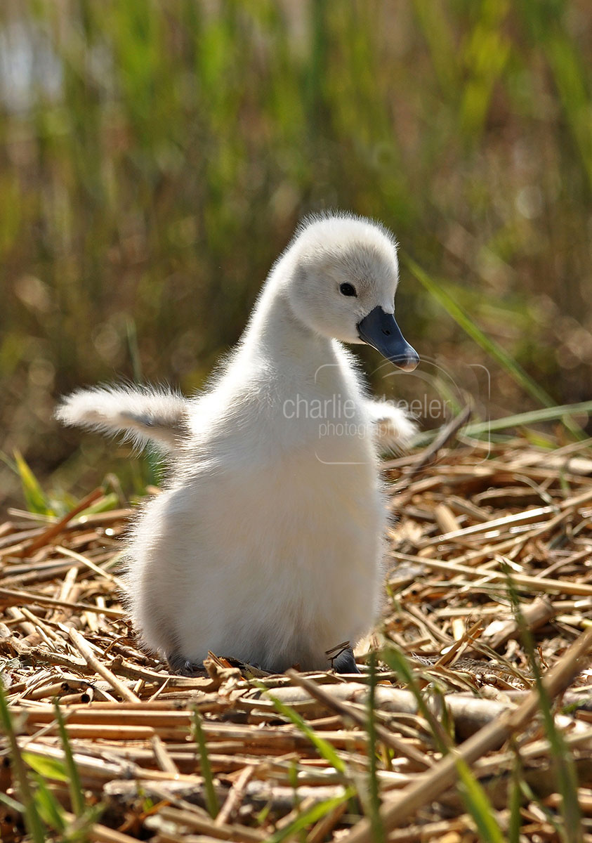 flapping-cygnet Flapping Cygnet