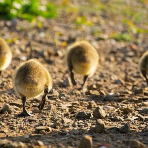 Goslings