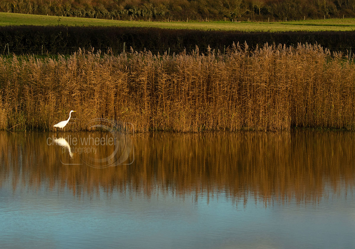 great-egret-on-pond Great Egret On Pond
