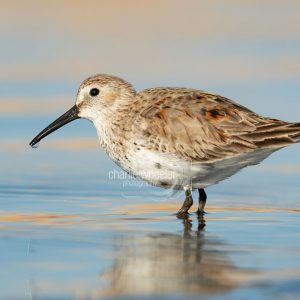 Dunlin With Wtare Droplet