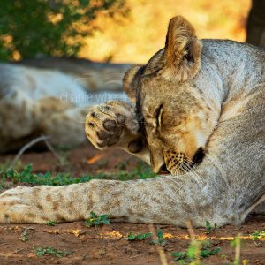 Lion Cub Grooming