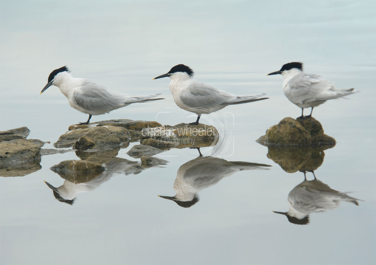A4-crop---sandwhich-terns-on-rocks-3 Sandwich Terns on Rocks