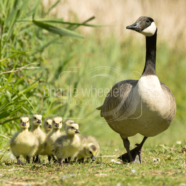 Canada Geese Canada Goose Sale Uk Goose Facts Canada Goose Bird Uk