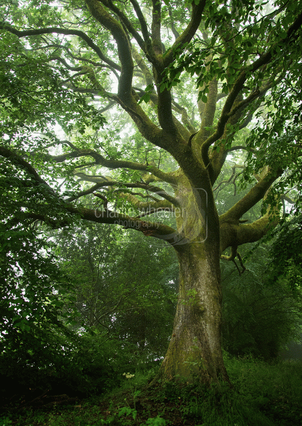 The Mighty Oak - Charlie Wheeler Photography